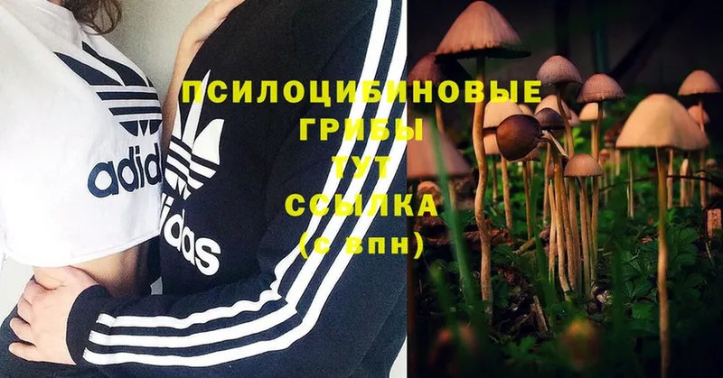 Псилоцибиновые грибы MAGIC MUSHROOMS Нижняя Тура